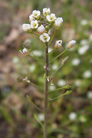 Capsella rubella \ R&ouml;tliches Hirtent�schel / Pink Shepherd's Purse, D R&ouml;merberg 15.4.2013
