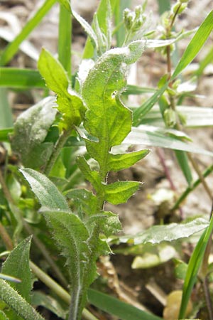 Capsella rubella \ R&ouml;tliches Hirtent�schel / Pink Shepherd's Purse, D R&ouml;merberg 15.4.2013