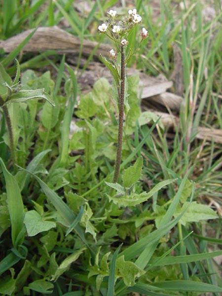 Capsella rubella \ R&ouml;tliches Hirtent�schel / Pink Shepherd's Purse, D R&ouml;merberg 15.4.2013