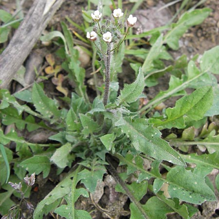 Capsella rubella \ R&ouml;tliches Hirtent�schel / Pink Shepherd's Purse, D R&ouml;merberg 15.4.2013