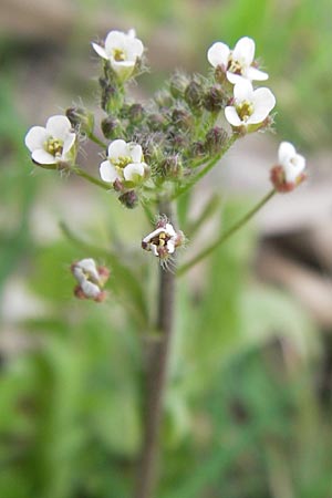 Capsella rubella \ R&ouml;tliches Hirtent�schel / Pink Shepherd's Purse, D R&ouml;merberg 15.4.2013