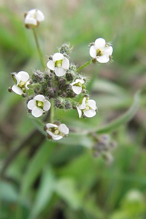 Capsella rubella \ R&ouml;tliches Hirtent�schel / Pink Shepherd's Purse, D R&ouml;merberg 15.4.2013