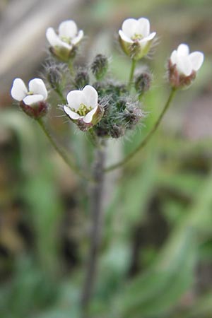 Capsella rubella \ R&ouml;tliches Hirtent�schel / Pink Shepherd's Purse, D R&ouml;merberg 15.4.2013