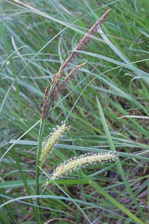 Carex rostrata \ Schnabel-Segge / Bottle Sedge, D Schwarzwald/Black-Forest, Kaltenbronn 18.6.2013