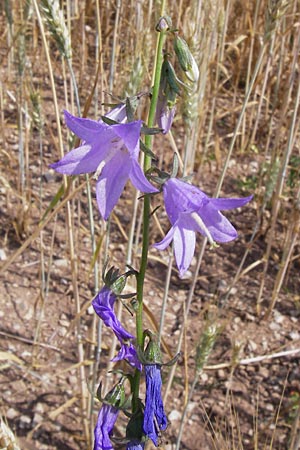 Campanula rapunculoides \ Acker-Glockenblume / Creeping Bellflower, D Friedewald 27.7.2013