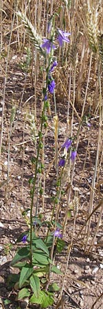 Campanula rapunculoides \ Acker-Glockenblume / Creeping Bellflower, D Friedewald 27.7.2013