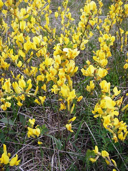Cytisus ratisbonensis \ Regensburger Zwergginster / Regensburg Broom, D Eching 3.5.2014