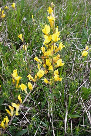 Cytisus ratisbonensis \ Regensburger Zwergginster / Regensburg Broom, D Eching 3.5.2014