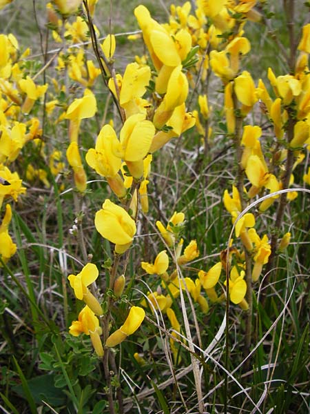 Cytisus ratisbonensis \ Regensburger Zwergginster / Regensburg Broom, D Eching 3.5.2014