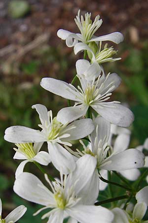 Clematis recta \ Aufrechte Waldrebe / Ground Clematis, D Regensburg 12.6.2014