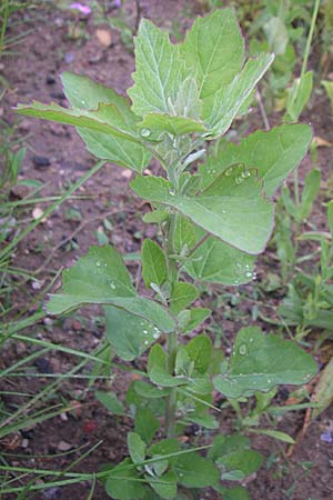 Chenopodium strictum ? \ Streifen-Gnsefu / Striped Goosefoot, Lateflowering Goosefoot, D Weinheim an der Bergstraße 13.6.2008