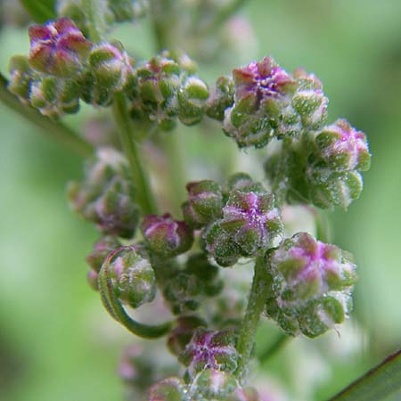 Chenopodium strictum \ Streifen-Gnsefu / Striped Goosefoot, Lateflowering Goosefoot, D Weinheim an der Bergstraße 3.9.2008