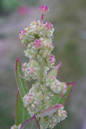 Chenopodium strictum \ Streifen-Gnsefu / Striped Goosefoot, Lateflowering Goosefoot, D Weinheim an der Bergstraße 3.9.2008