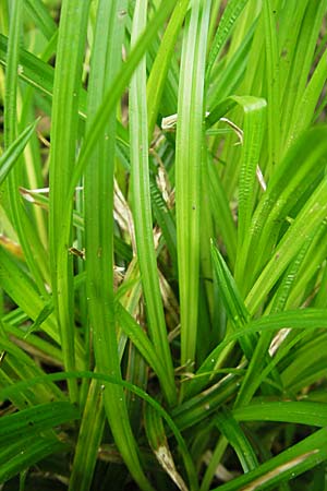 Carex sylvatica \ Wald-Segge / Wood Sedge, D Lampertheim 1.5.2009