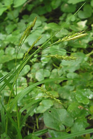 Carex sylvatica, Wald-Segge Carex sylvatica, Wald-Segge