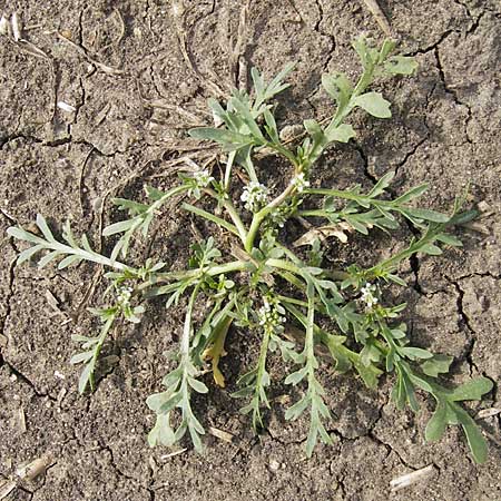 Lepidium coronopus \ Niederliegender Krhenfu / Greater Swine Cress, D Groß-Gerau 20.6.2009