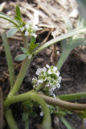 Lepidium coronopus \ Niederliegender Krhenfu / Greater Swine Cress, D Groß-Gerau 20.6.2009