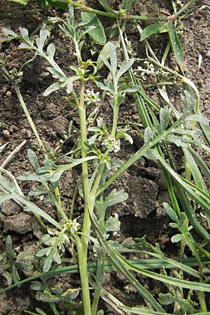 Lepidium coronopus \ Niederliegender Krhenfu / Greater Swine Cress, D Groß-Gerau 20.6.2009
