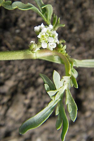 Lepidium coronopus \ Niederliegender Krhenfu / Greater Swine Cress, D Groß-Gerau 20.6.2009