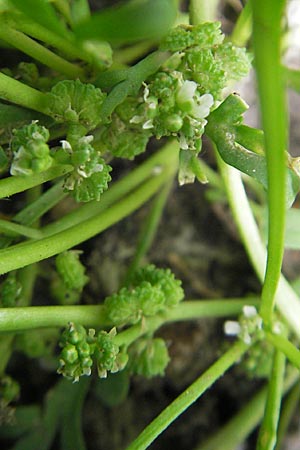 Lepidium coronopus \ Niederliegender Krhenfu / Greater Swine Cress, D Groß-Gerau 20.6.2009