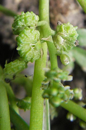 Lepidium coronopus \ Niederliegender Krhenfu / Greater Swine Cress, D Groß-Gerau 20.6.2009