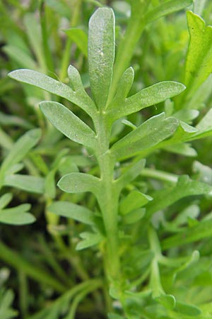 Lepidium coronopus \ Niederliegender Krhenfu / Greater Swine Cress, D Groß-Gerau 20.6.2009