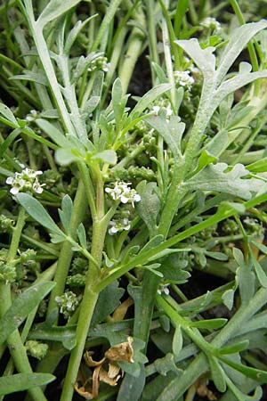 Lepidium coronopus \ Niederliegender Krhenfu / Greater Swine Cress, D Groß-Gerau 20.6.2009