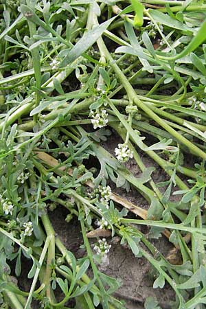 Lepidium coronopus \ Niederliegender Krhenfu / Greater Swine Cress, D Groß-Gerau 20.6.2009