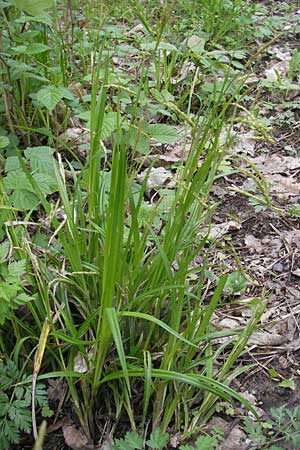 Carex sylvatica \ Wald-Segge / Wood Sedge, D Bad Dürkheim 16.5.2010