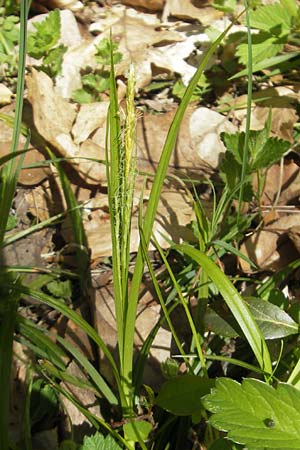 Carex sylvatica \ Wald-Segge / Wood Sedge, D Hambrücken 9.4.2011