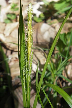 Carex sylvatica \ Wald-Segge / Wood Sedge, D Hambrücken 9.4.2011