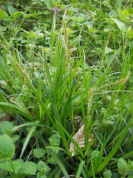 Carex sylvatica \ Wald-Segge / Wood Sedge, D Bruchsal 9.4.2011