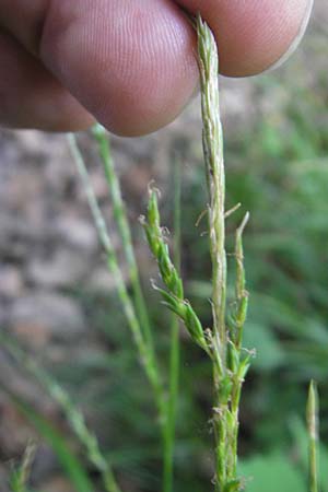 Carex strigosa \ Dnnhrige Segge / Thin-Spiked Wood Sedge, D Bruchsal 13.5.2011