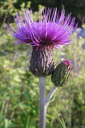 Cirsium heterophyllum \ Verschiedenblttrige Kratzdistel, Alant-Distel / Melancholy Thistle, D Ettal 21.6.2011