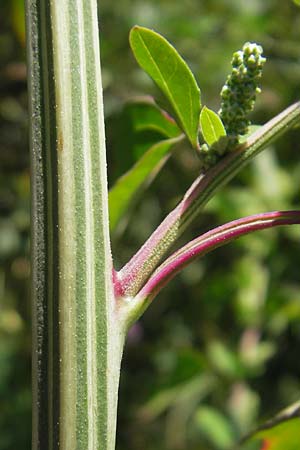 Chenopodium strictum \ Streifen-Gnsefu / Striped Goosefoot, Lateflowering Goosefoot, D Mannheim 10.9.2011