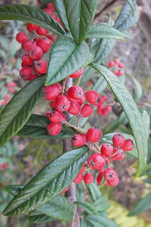 Cotoneaster sargentii \ Immergr&uuml;ne Strauchmispel, Weidenbl&auml;ttrige Felsenmispel / Scarlet Leader Willowleaf, D Ludwigshafen 19.10.2011