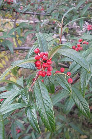 Cotoneaster sargentii \ Immergr&uuml;ne Strauchmispel, Weidenbl&auml;ttrige Felsenmispel / Scarlet Leader Willowleaf, D Ludwigshafen 19.10.2011
