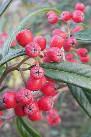 Cotoneaster sargentii \ Immergr&uuml;ne Strauchmispel, Weidenbl&auml;ttrige Felsenmispel / Scarlet Leader Willowleaf, D Ludwigshafen 19.10.2011