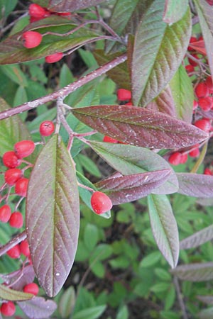 Cotoneaster sargentii \ Immergr&uuml;ne Strauchmispel, Weidenbl&auml;ttrige Felsenmispel / Scarlet Leader Willowleaf, D Ludwigshafen 19.10.2011