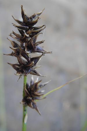 Carex spicata \ Stachel-Segge, Korkfrchtige Segge / Spicate Sedge, Prickly Sedge, D Mannheim 27.8.2012