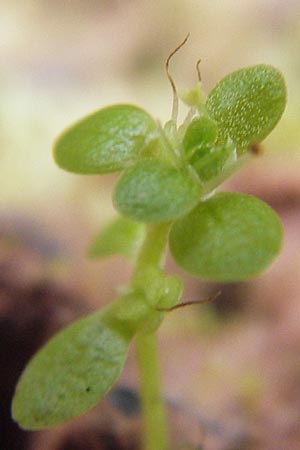 Callitriche stagnalis \ Teich-Wasserstern / Pond Water Starwort, D Odenwald, Erbach 24.8.2013