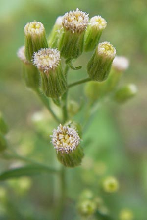 Erigeron sumatrensis \ Sumatra-Katzenschweif, Weies Berufkraut, D Mannheim 15.9.2013