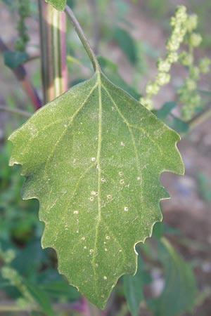 Chenopodium album \ Weier Gnsefu, Wilde Melde / Fat Hen, D Schwetzingen 23.9.2013