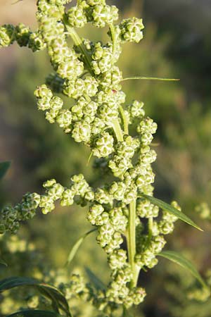 Chenopodium album \ Weier Gnsefu, Wilde Melde / Fat Hen, D Schwetzingen 23.9.2013