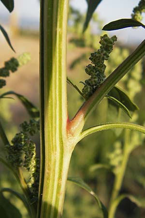 Chenopodium album \ Weier Gnsefu, Wilde Melde / Fat Hen, D Schwetzingen 23.9.2013