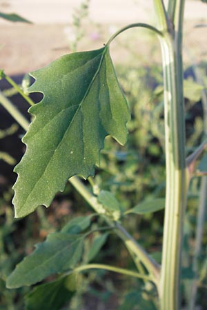 Chenopodium album \ Weier Gnsefu, Wilde Melde / Fat Hen, D Schwetzingen 23.9.2013