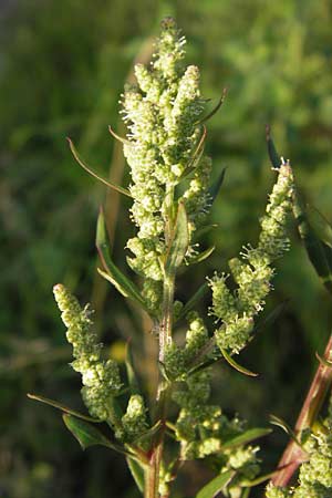 Chenopodium strictum \ Streifen-Gnsefu / Striped Goosefoot, Lateflowering Goosefoot, D Mannheim 24.9.2013