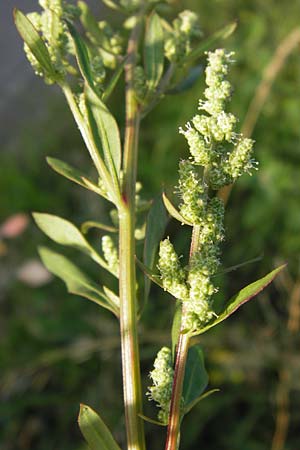 Chenopodium strictum \ Streifen-Gnsefu / Striped Goosefoot, Lateflowering Goosefoot, D Mannheim 24.9.2013
