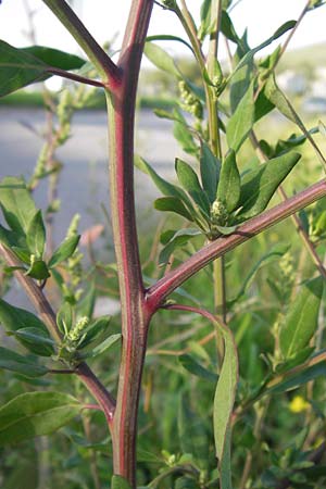 Chenopodium strictum \ Streifen-Gnsefu / Striped Goosefoot, Lateflowering Goosefoot, D Mannheim 24.9.2013