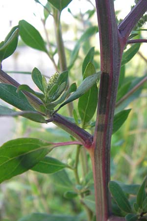 Chenopodium strictum \ Streifen-Gnsefu / Striped Goosefoot, Lateflowering Goosefoot, D Mannheim 24.9.2013